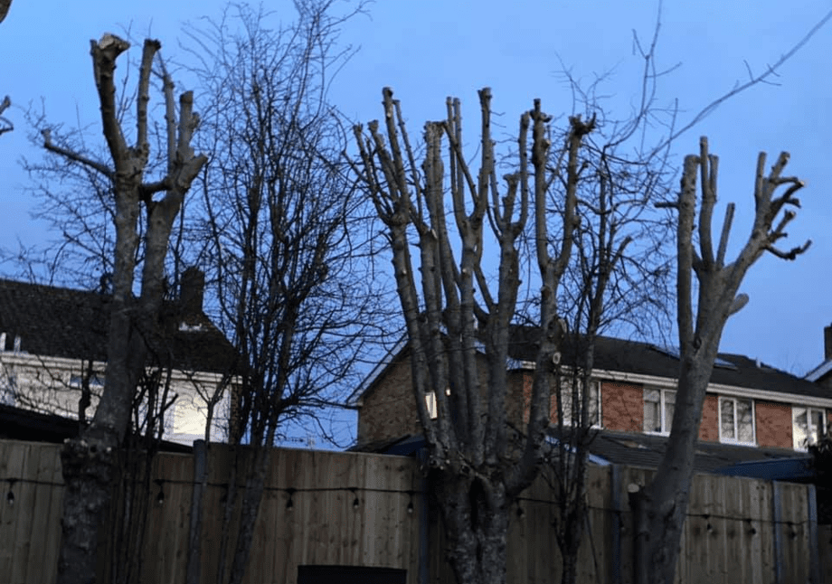 Garden fence